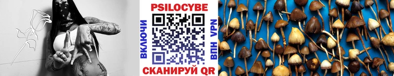 Купить  Назарово  Галлюциногенные грибы Psilocybe 